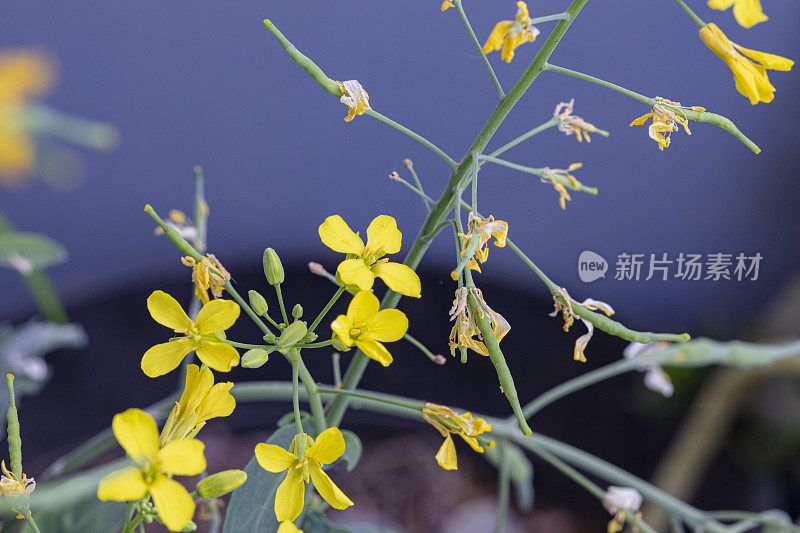 油菜(Brassica napus subsp.)显著)花